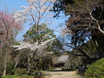 観心寺の桜